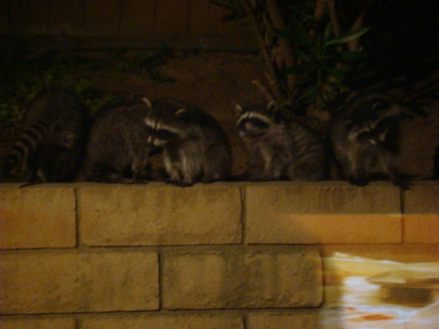 raccoons in a row